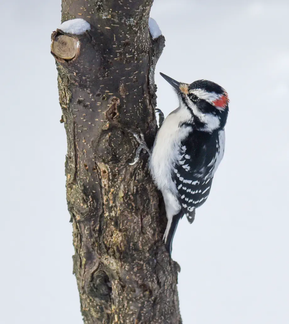 Woodpecker on tree in winter